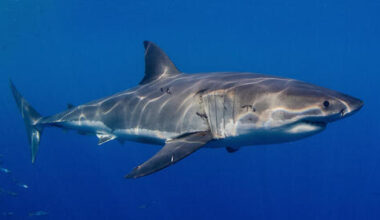 Rare great white sighting exposes Mediterranean’s ‘ghost population’