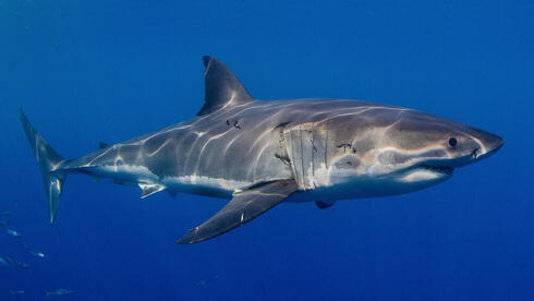 Rare great white sighting exposes Mediterranean’s ‘ghost population’
