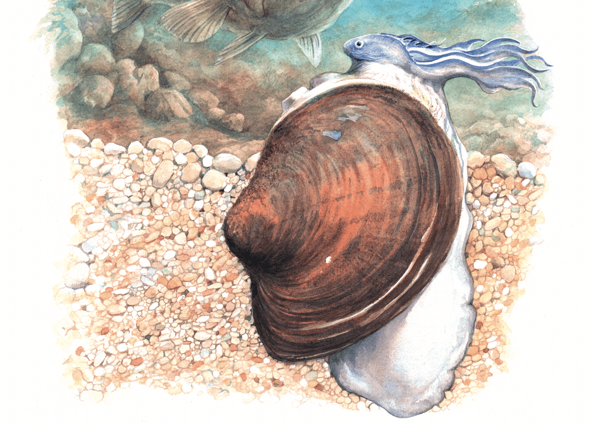 Pocketbook mussel
