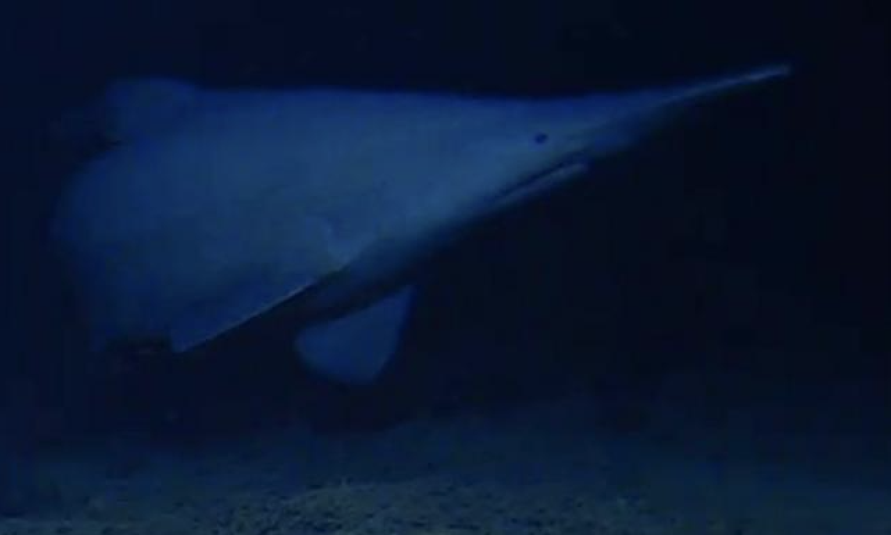 Goblin shark filmed alive in the deep ocean for the first time