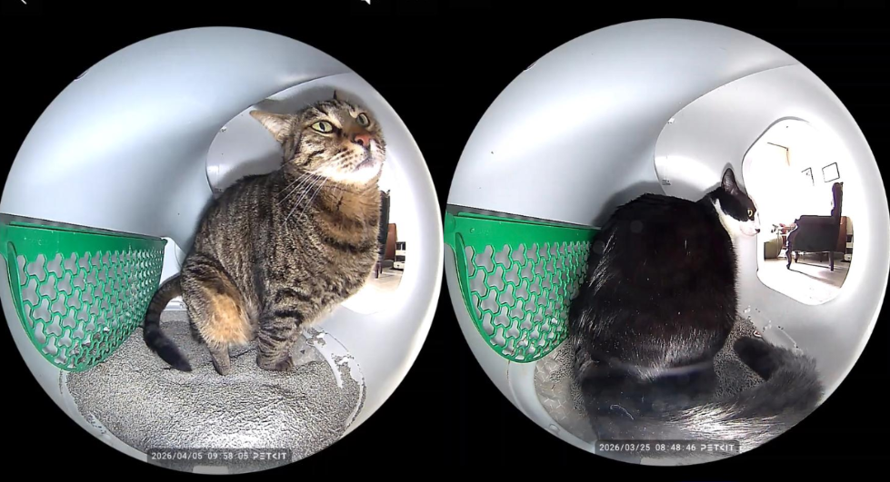 The camera successfully distinguished between the two cats that used the litter box (Screenshot: Daniela Ginzburg) המצלמה הצליחה לזהות בין שני החתולים שהשתמשו בארגז