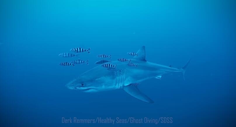 The great white shark documented near Sicily (Photo: Derk Remmers Healthy Seas/SDSS/Ghost Diving) העמלץ הלבן שתועד ליד סיציליה