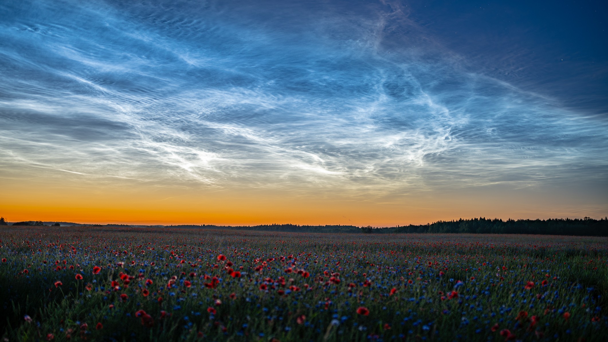 wispy white clouds appear high in the sky with a field full of flowers below.