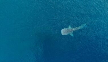 Aerial View of Whale Shark Swimming in Ocean