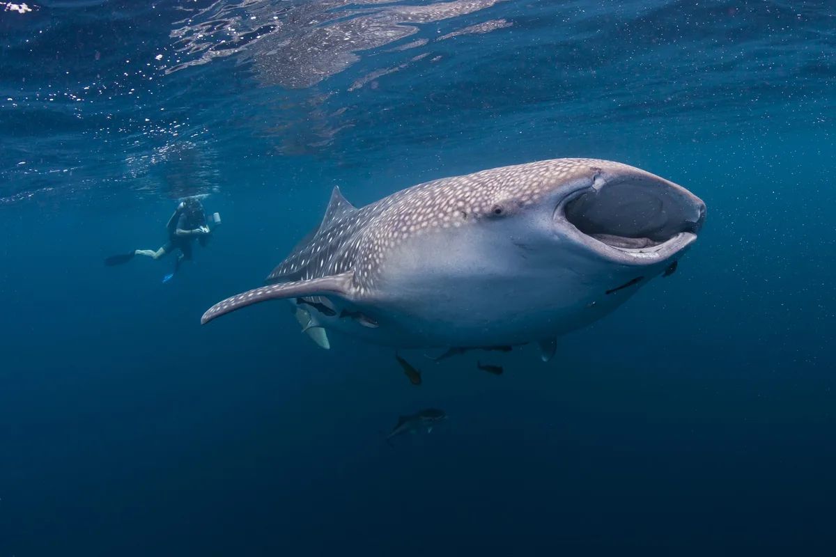Whale shark in the blue waters of cenderawasih bay