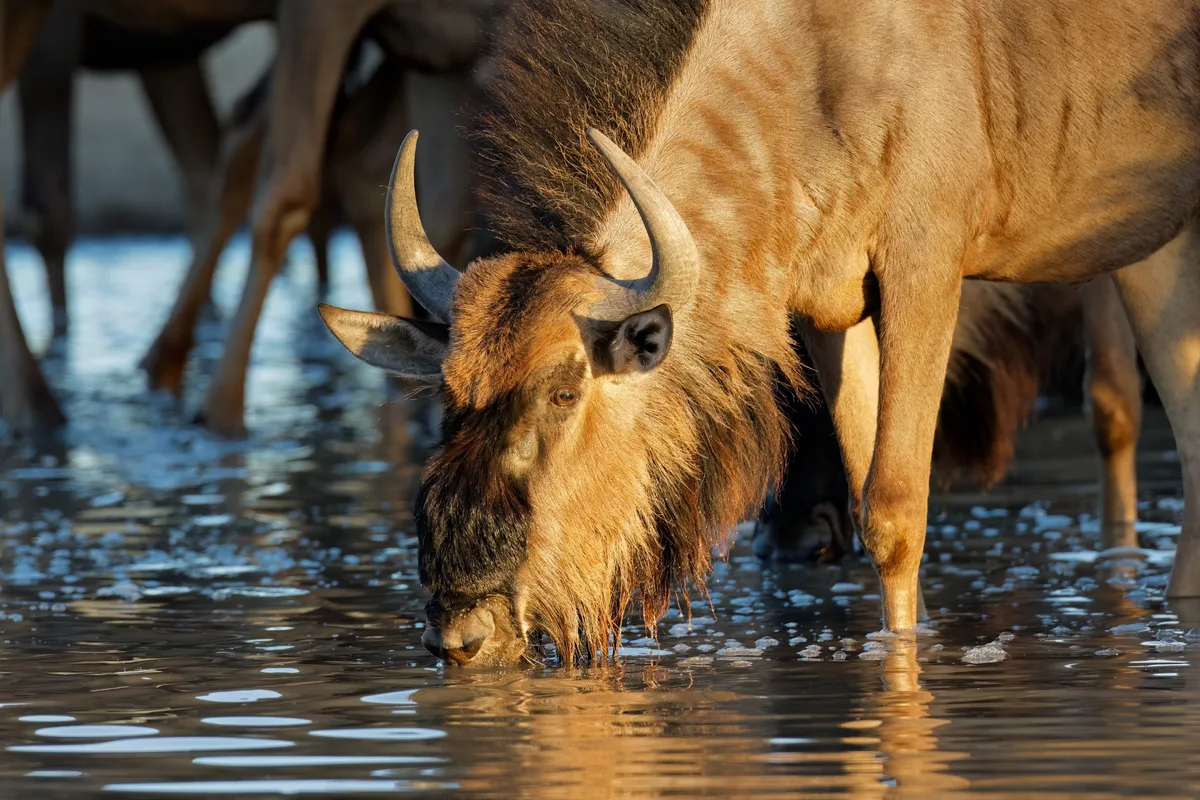 Blue wildebeest drinking at the river on the great migration