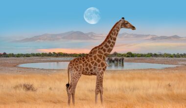 World Giraffe Day shines a light on a silent decline