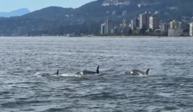 Orcas swim under the Lions Gate Bridge near Vancouver - CTV News