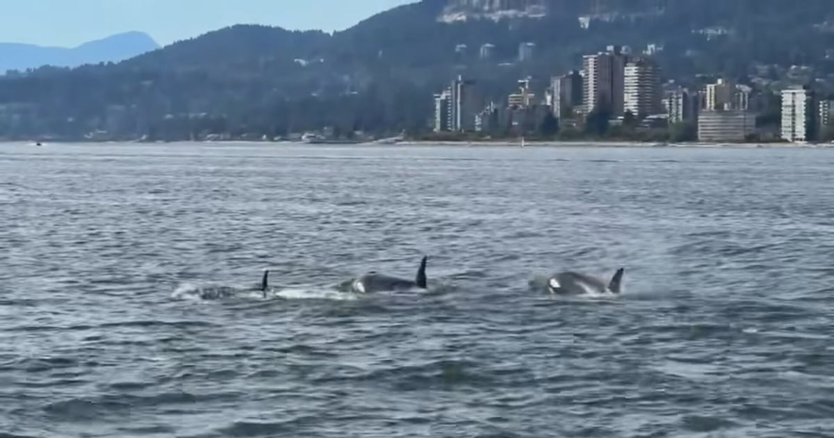 Orcas swim under the Lions Gate Bridge near Vancouver - CTV News
