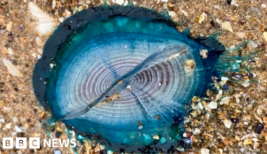 'Stunningly beautiful' by-the-wind sailors appear on Welsh beaches - BBC