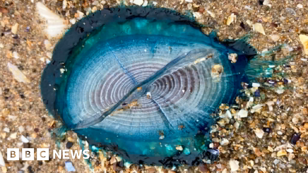 'Stunningly beautiful' by-the-wind sailors appear on Welsh beaches - BBC