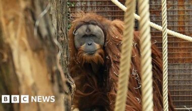 Four days of rain slashed population of world's rarest orangutans, study says - BBC