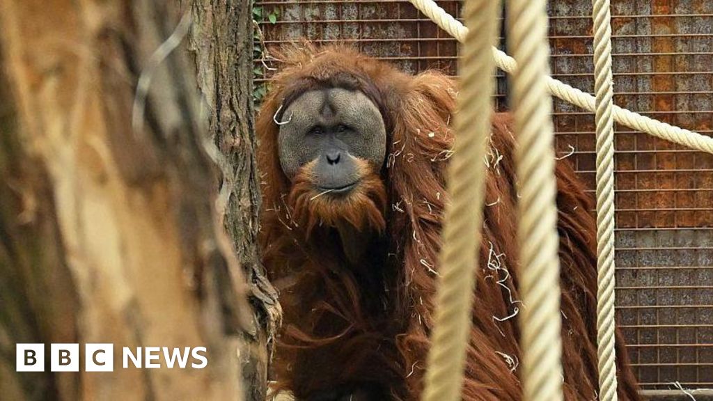 Four days of rain slashed population of world's rarest orangutans, study says - BBC