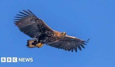 Rare white-tailed eagle disappearance investigated by police - BBC