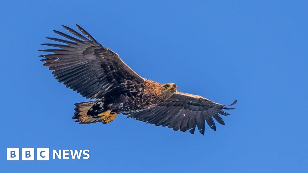 Rare white-tailed eagle disappearance investigated by police - BBC