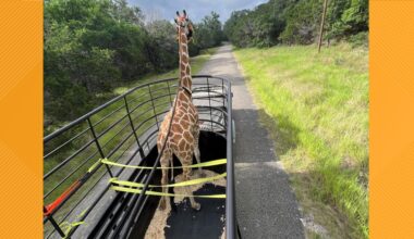 'A lot of prayers and a lot of good luck' | Fredericksburg veterinarian describes safe return of Gracie the giraffe after escape