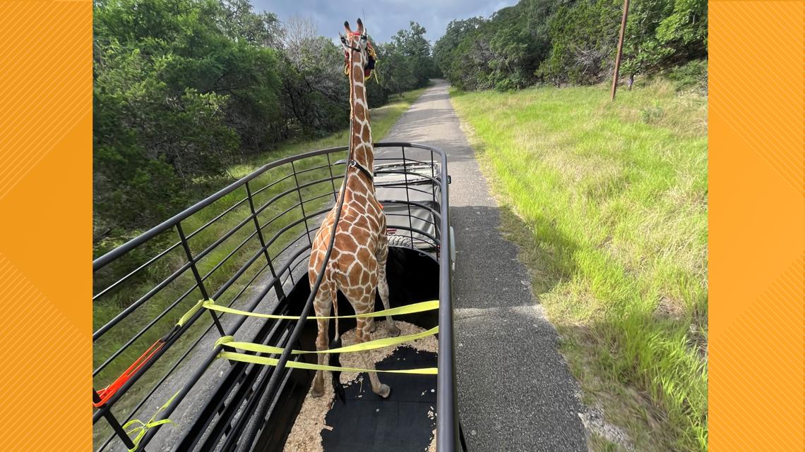 'A lot of prayers and a lot of good luck' | Fredericksburg veterinarian describes safe return of Gracie the giraffe after escape