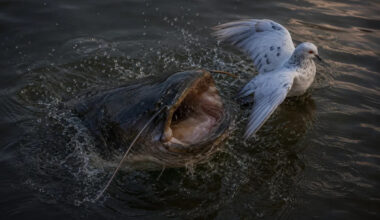 This Massive Wels Catfish Snatched a Pigeon and Swallowed it Whole