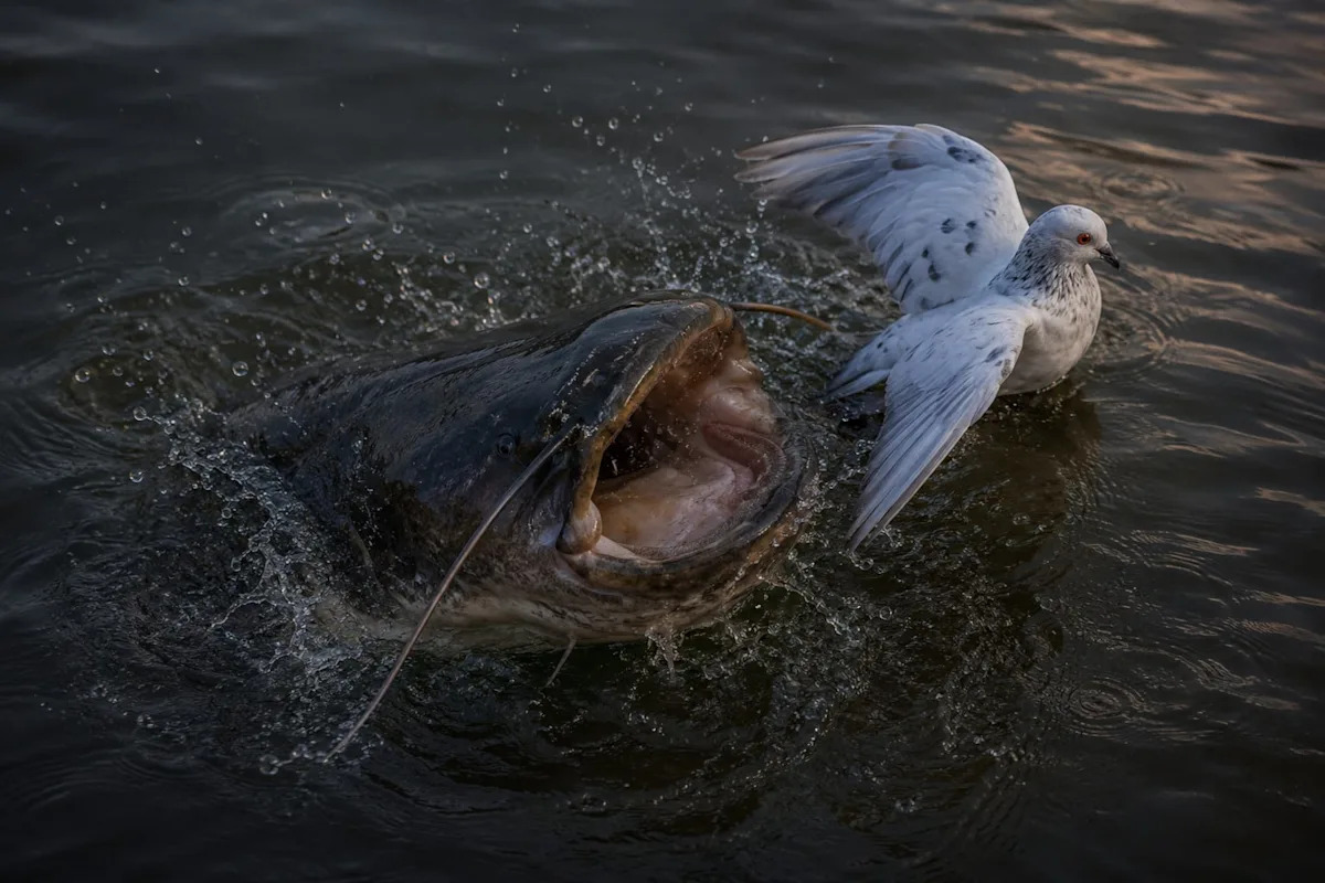 This Massive Wels Catfish Snatched a Pigeon and Swallowed it Whole