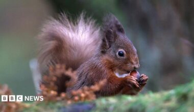 A red squirrel holding a nut in its hands in a woodland scene