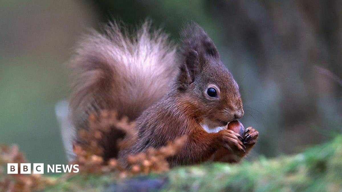 A red squirrel holding a nut in its hands in a woodland scene