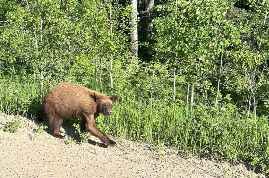 A bear.