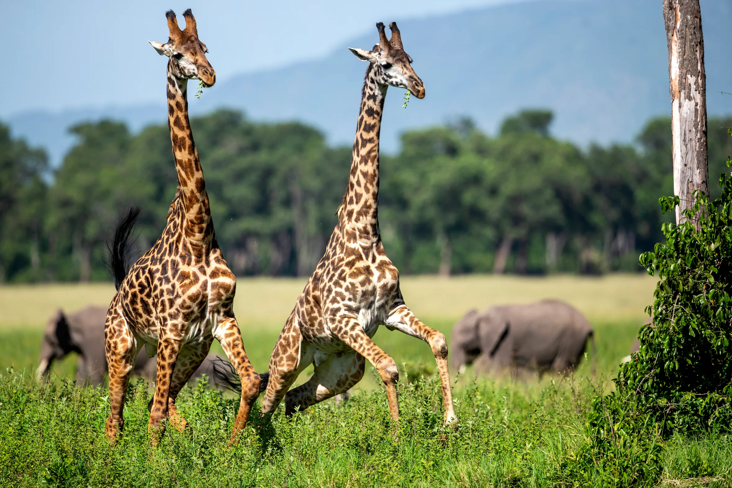 Giraffes rear up after being startled while feeding in the Masai Mara