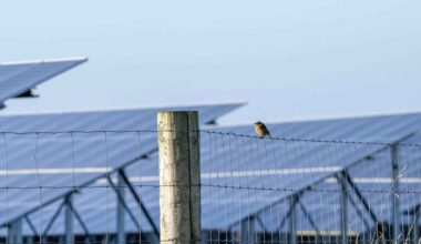 Small bird perched on a fence in front of solar panels at a rural solar farm.