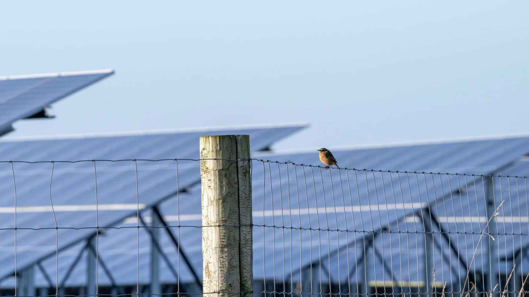 Small bird perched on a fence in front of solar panels at a rural solar farm.