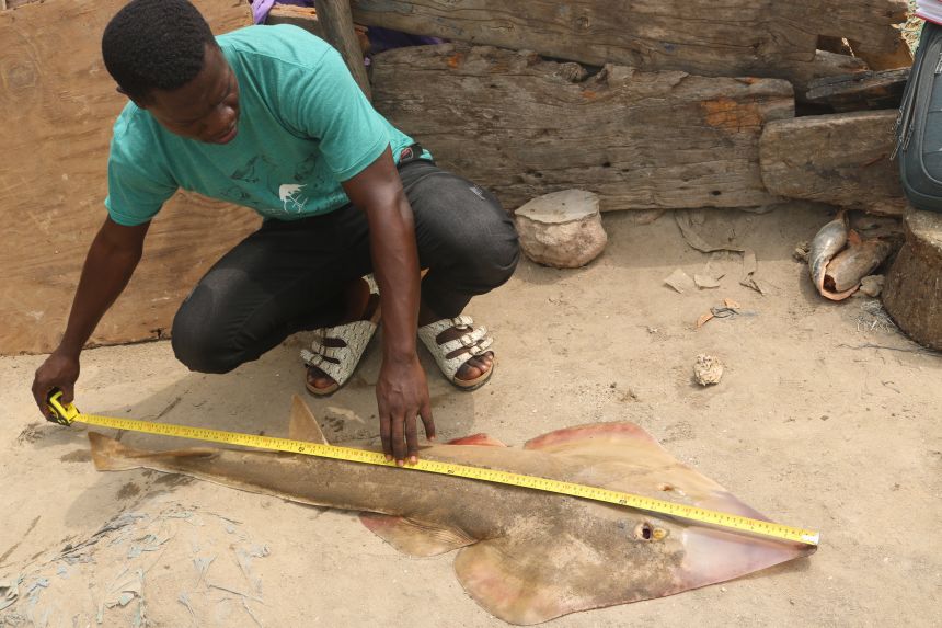 Seidu measures a spineback guitarfish, the most commonly caught guitarfish.