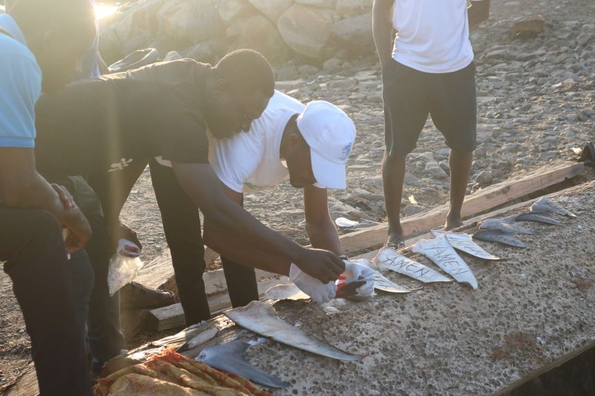 Seidu trains local volunteers in DNA sampling of shark and ray fins. Guitarfish fins are often indistinguishable from shark fins and thus sold together, so their trade can only be traced through DNA identification.