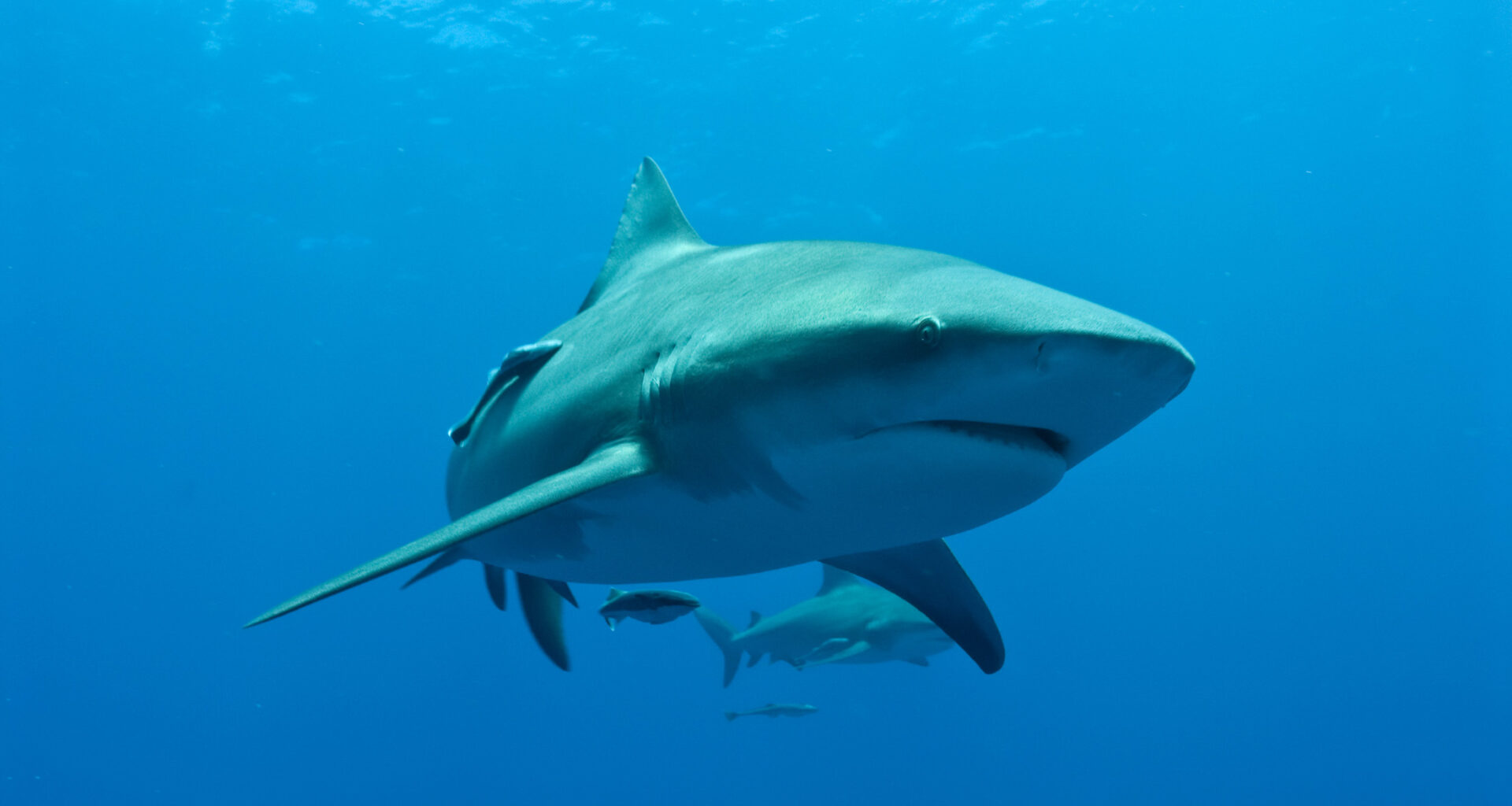 Female bull sharks may reunite with the same partners year after year