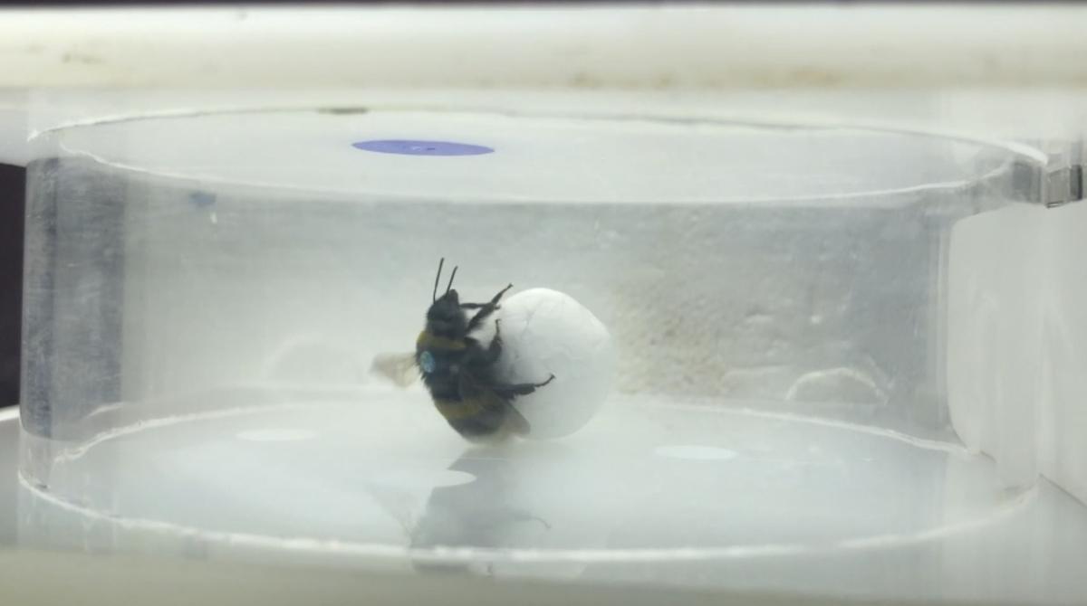 A bumblebee dragging a foam ball to reach an artificial flower containing a reward.