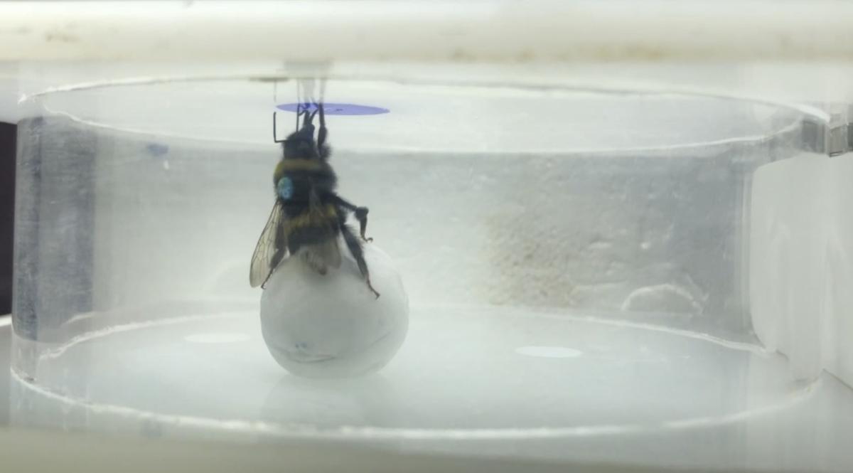 A bumblebee standing on a ball beneath the artificial flower containing a reward.