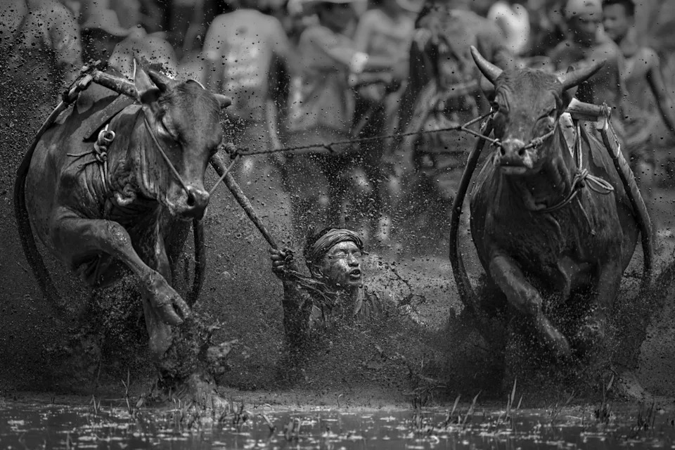 a man is dragged between two cows in the mud