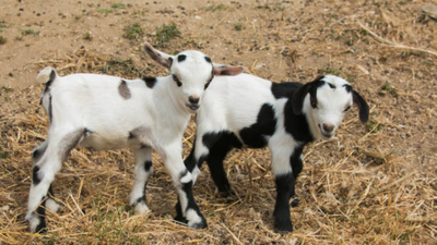 Canadian farmer fights off a cougar to save her baby goat: "I knew there was a chance that the cougar would turn on me..."