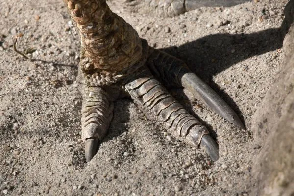 Cassowary claws
