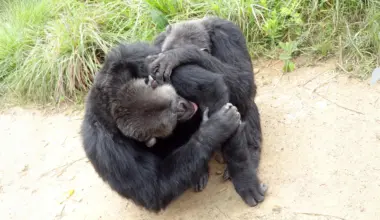 Chimpanzees and bonobos have human-like friend circles, study finds