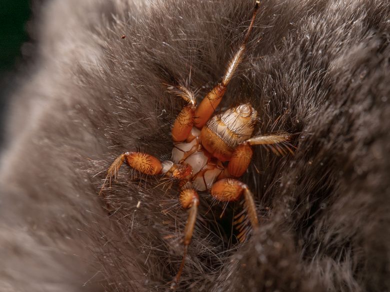 A flightless bat fly, a parasite that lives on bats and drinks their blood.