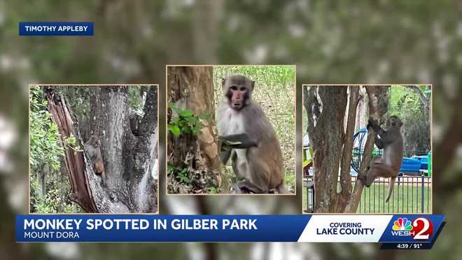 Monkey hangs around at Mount Dora's Gilbert Park monkey hangs around at mount dora's gilbert park