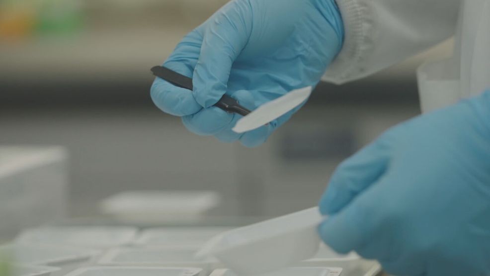 MAY 29, 2026 - A team of University of Maryland researchers says it may be on the verge of solving one of the world's biggest environmental challenges: finding a biodegradable alternative to plastic that is affordable, effective and ready for mass production. (University of Maryland)