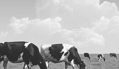 CME cash dairy prices lower