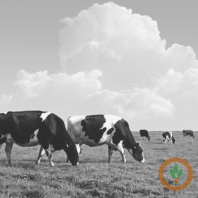 CME cash dairy prices lower
