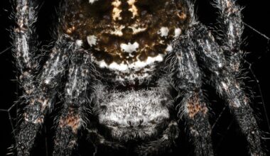 Darwin's bark spider spins the toughest biological material yet measured, a silk more than ten times tougher than Kevlar, and strings its web across rivers on bridge lines up to 25 meters long
