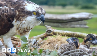 Osprey swallows fish hook in nest with newborn chicks - BBC