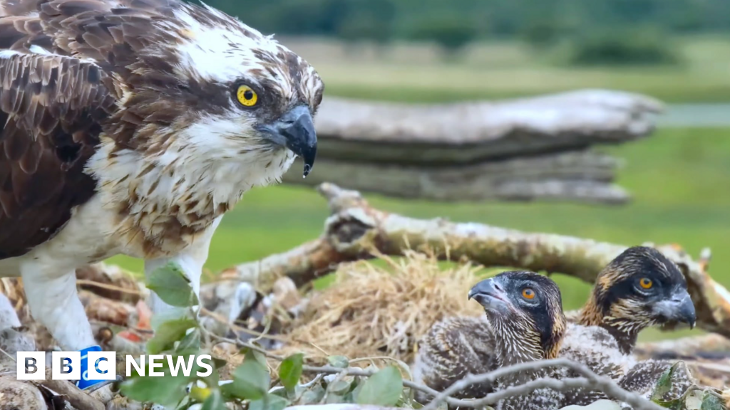 Osprey swallows fish hook in nest with newborn chicks - BBC