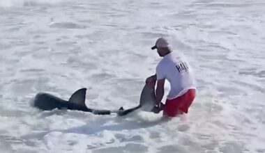 Fisherman speaks out after catching great white shark