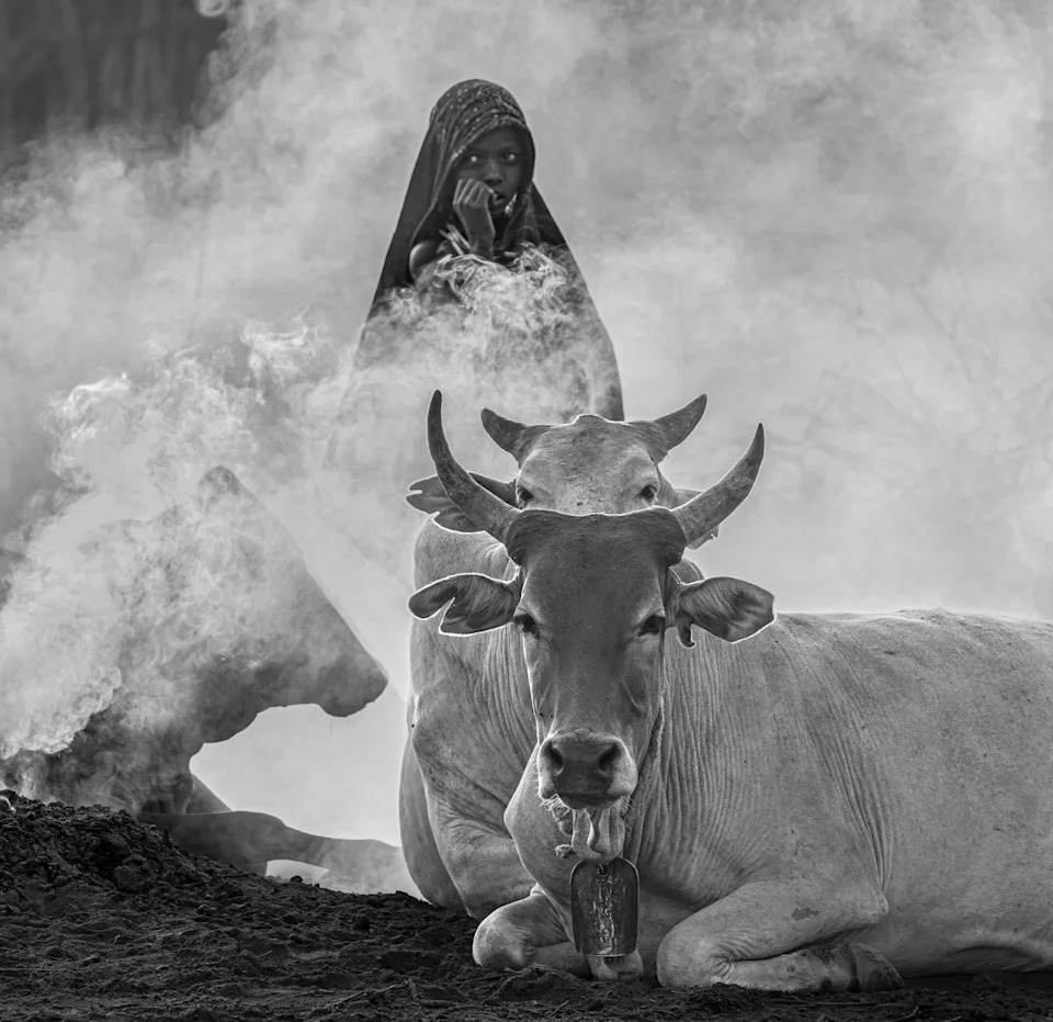 cows surrounded by smoke.