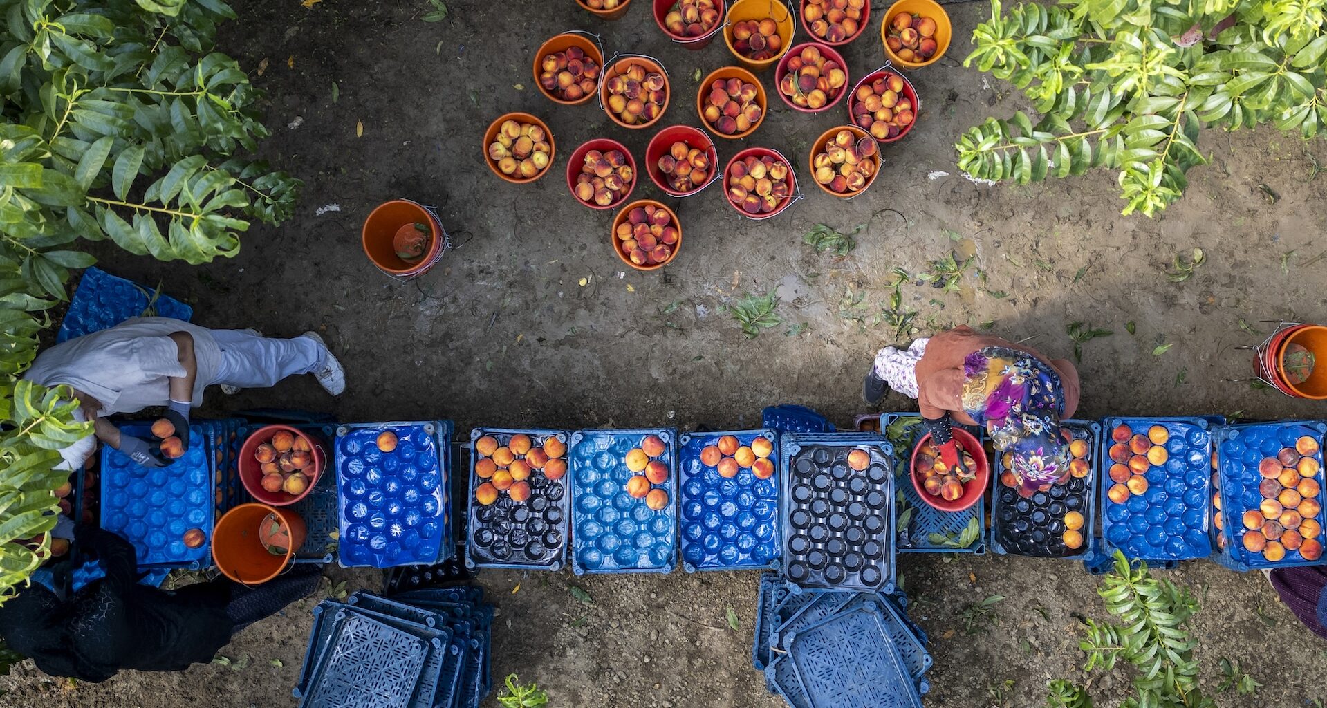 Food and agriculture: champions for the environment