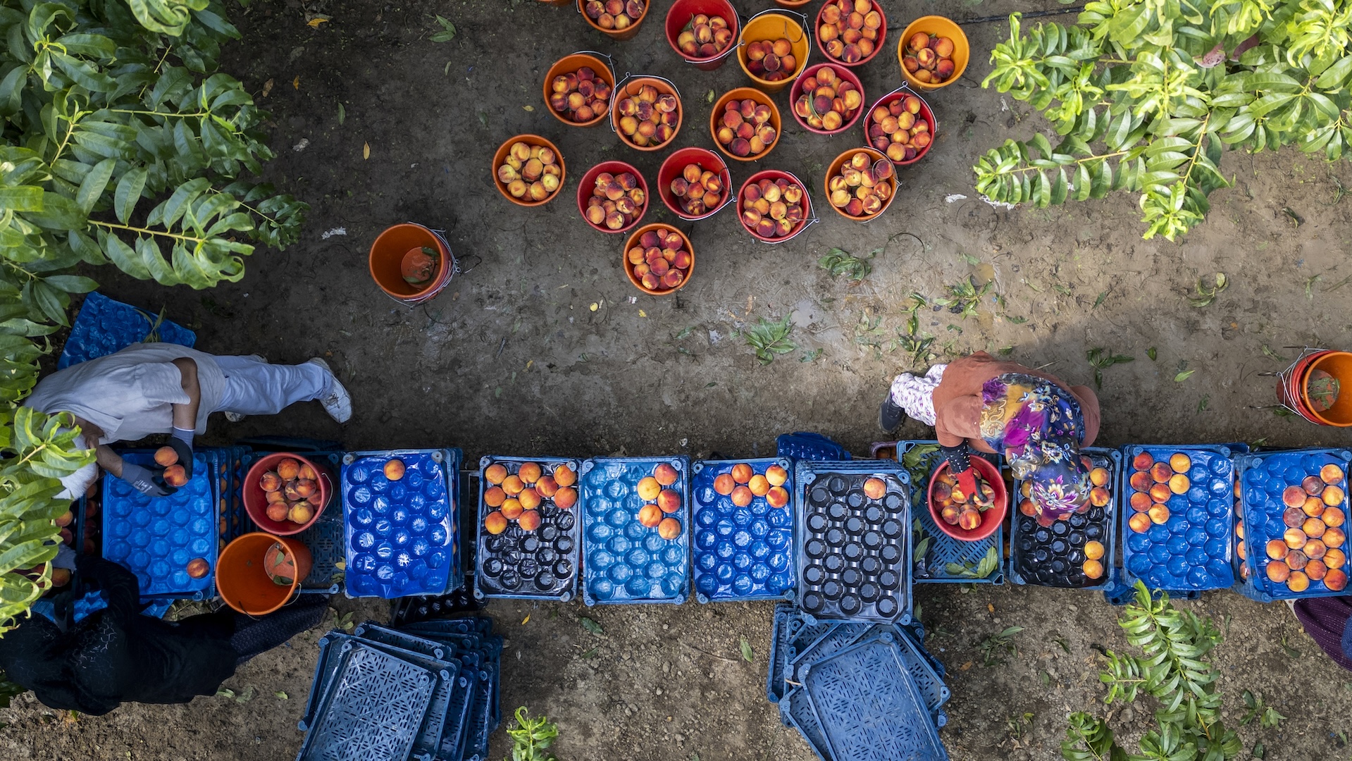 Food and agriculture: champions for the environment